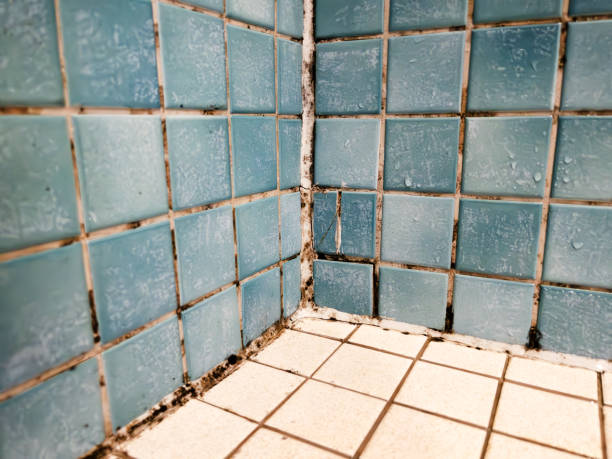Best Commercial Mold Inspection  in Marengo, IA