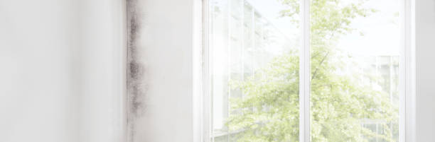 Best Dehumidification Services  in Marengo, IA