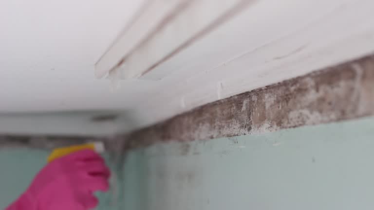 Professional Mold Removal in Marengo, IA